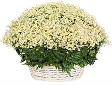 Цветочная композиция из Ромашки в корзине #REPLACE_PRED# Горки
